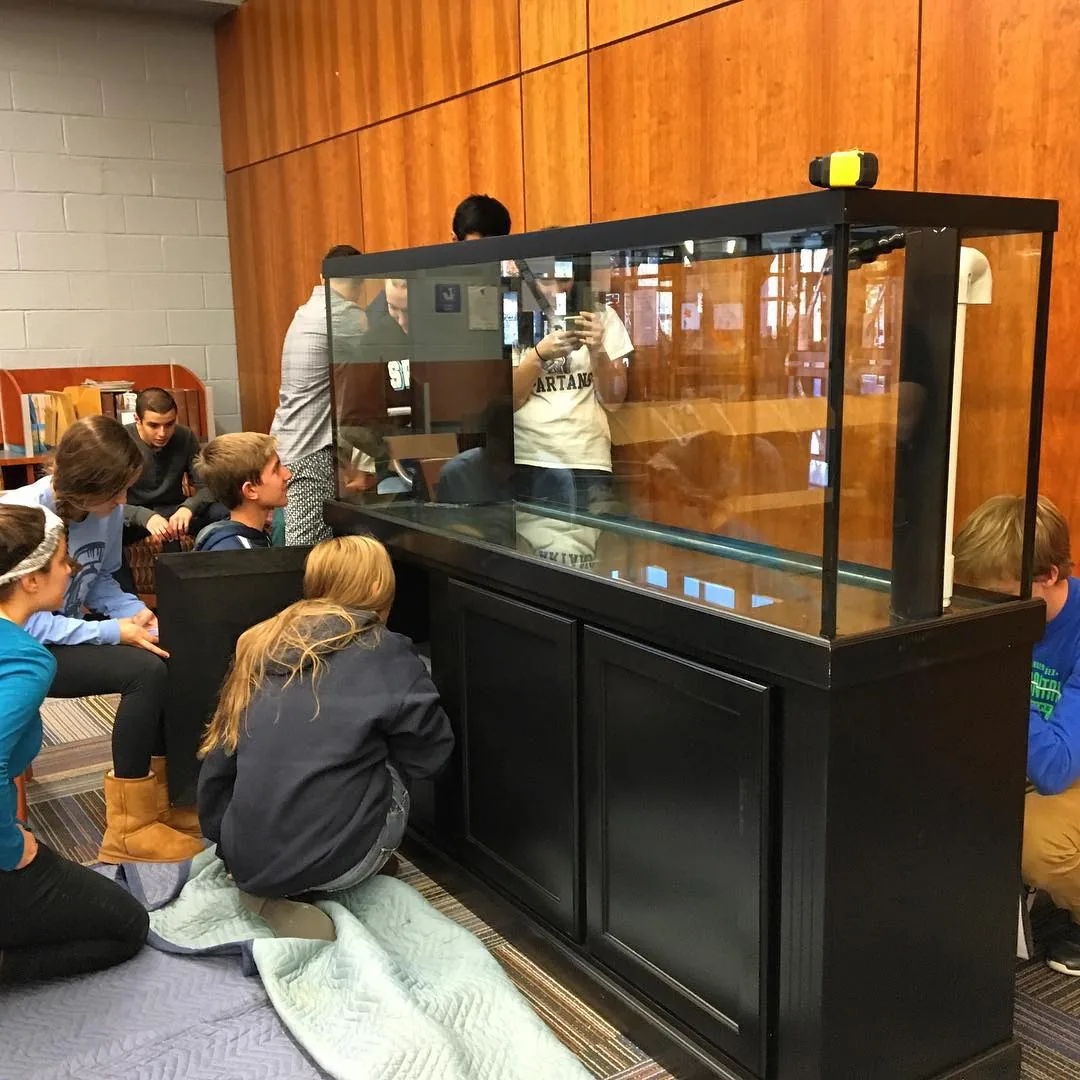 Feeding Your Aquarium Fish