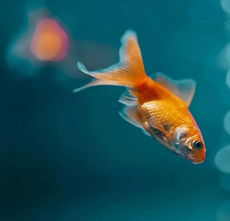 Goldfish swimming in a softly lit aquarium