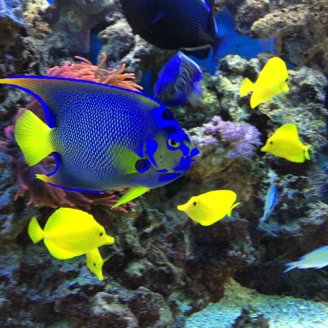 Fishes, corals and more
