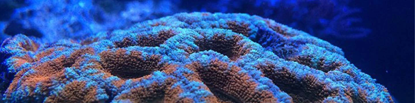 Close-up of a brain coral under blue aquarium lighting