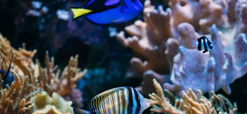 Call JK-Fish to Experience Yourself
