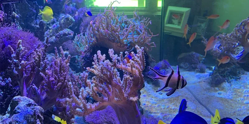 Dive into a world of aquatic wonder