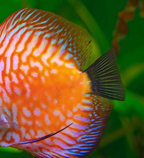 Fishes need loving too!