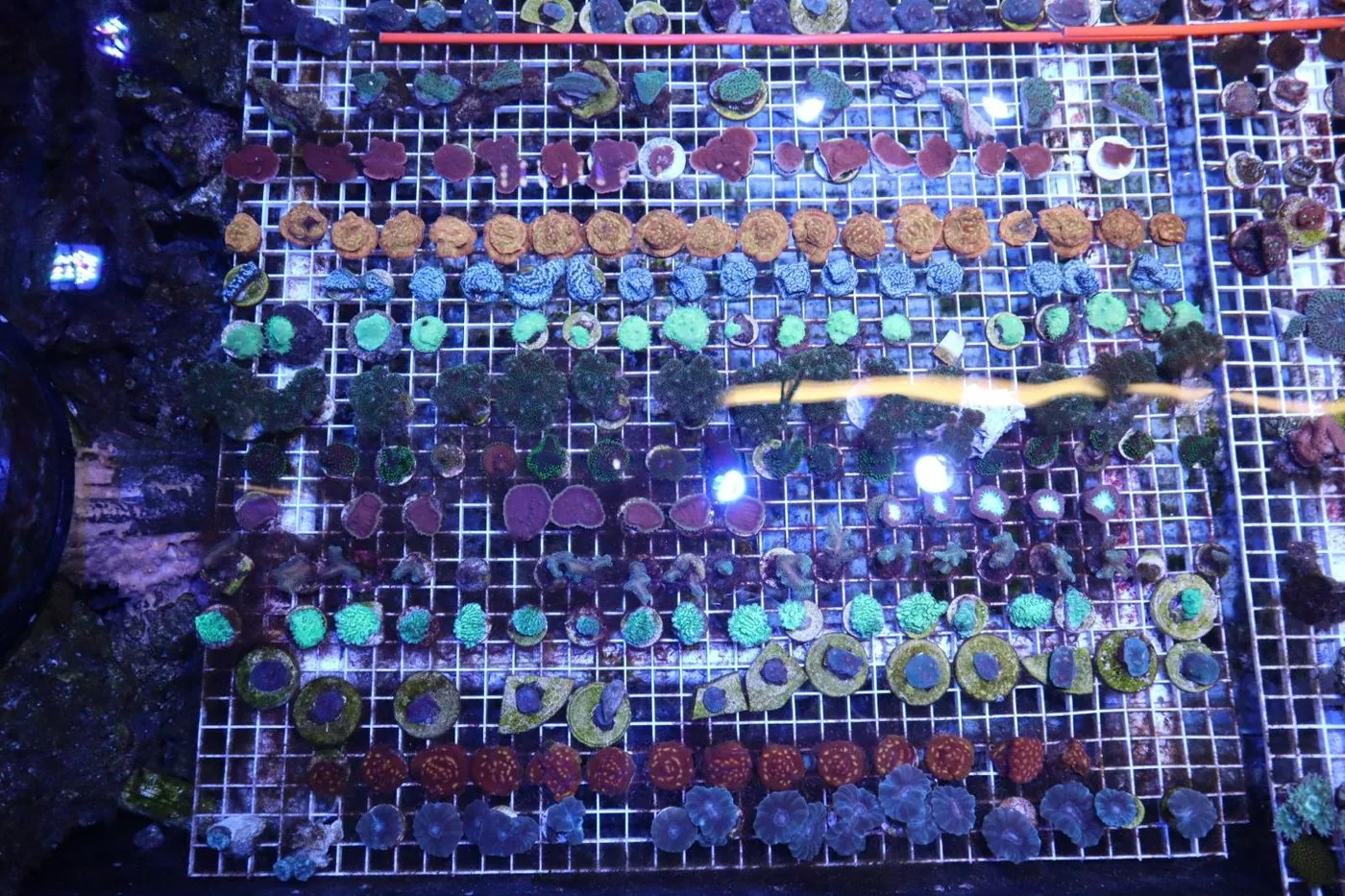 Top-down view of a coral frag rack holding rows of small coral frags on plugs in an observation system