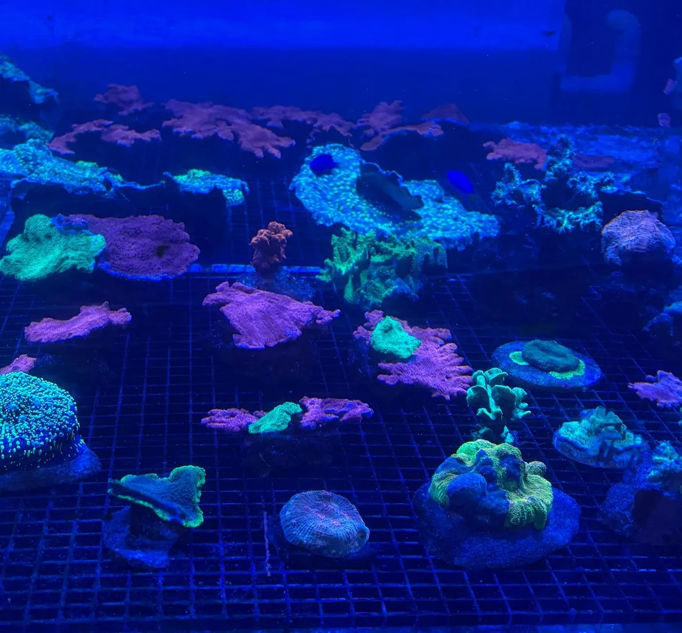 Wide view of a coral grow-out tank with many frags on racks showing green, pink, orange and blue fluorescence