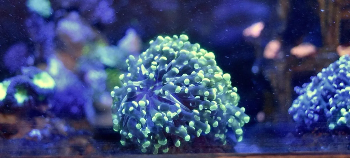 Euphyllia LPS coral with bluish-purple body and glowing neon green tentacle tips in a reef aquarium