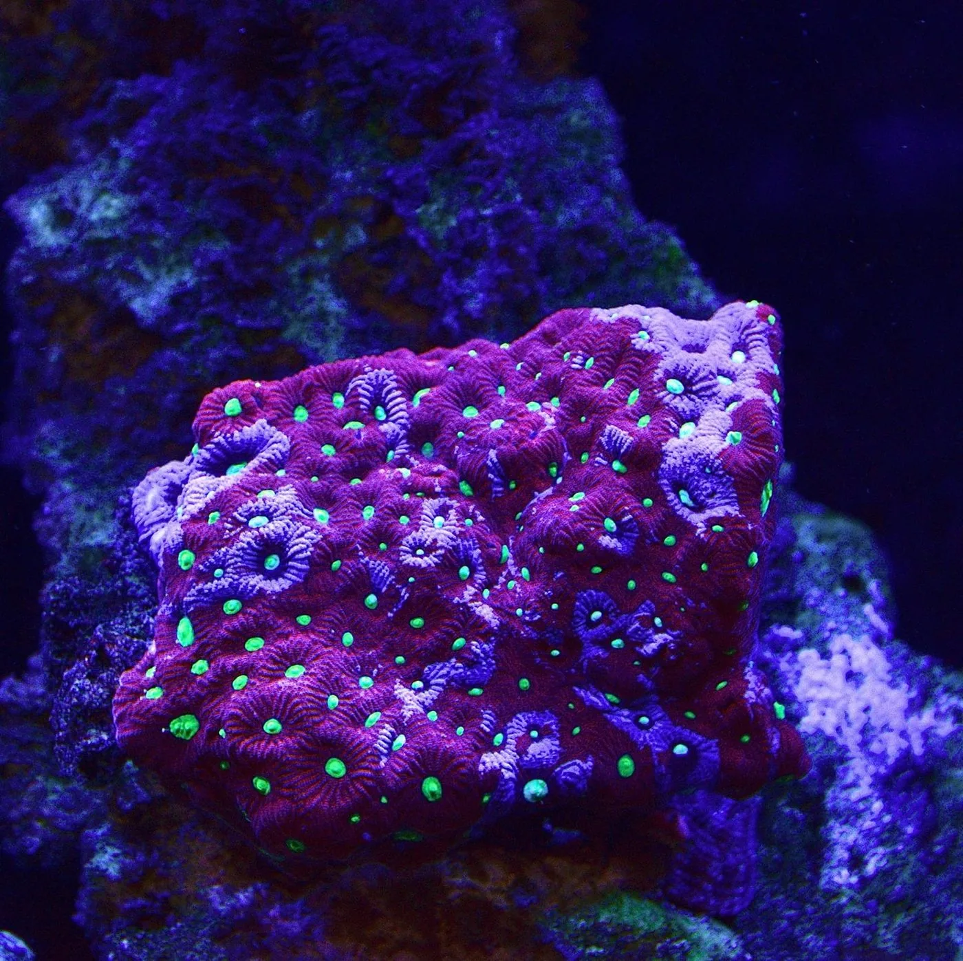 Favia brain coral with deep red tissue and bright neon-green mouths under blue reef lighting in a JK-Fish aquarium