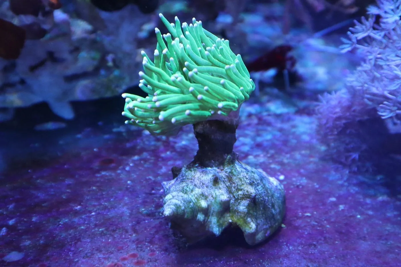 Green torch coral, a branching Euphyllia LPS coral, with long extended tentacles under blue aquarium lighting