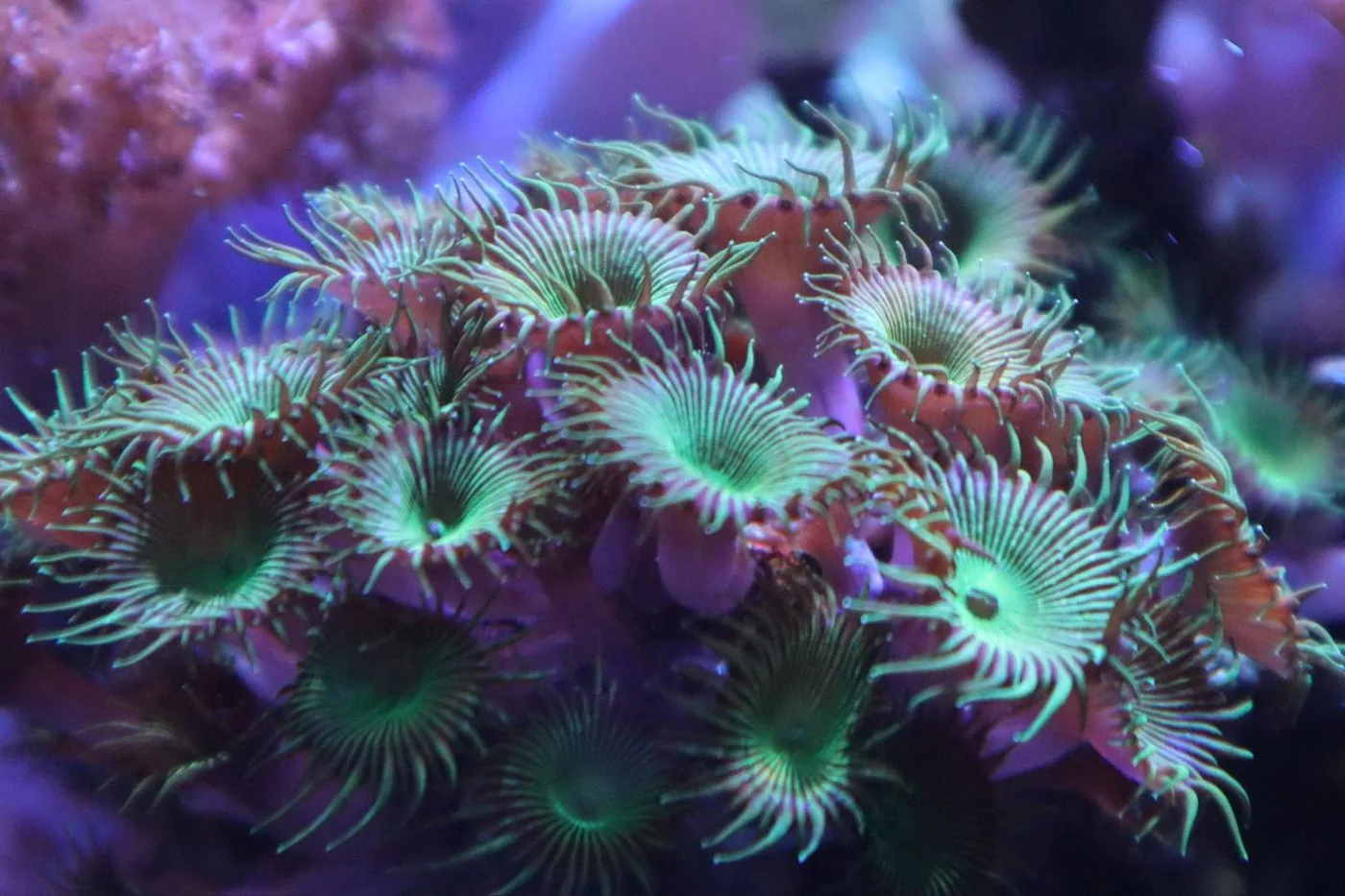 Fluorescent green zoanthid colony with long skirts glowing strongly under blue and violet reef lighting