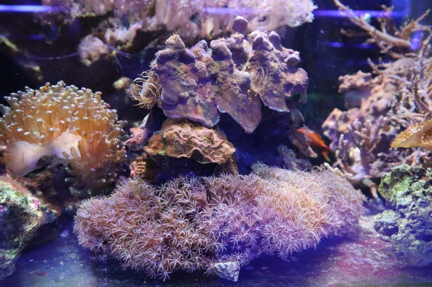 Mature mixed reef aquarium section with a spreading bed of soft coral polyps and a torch coral under blue lighting