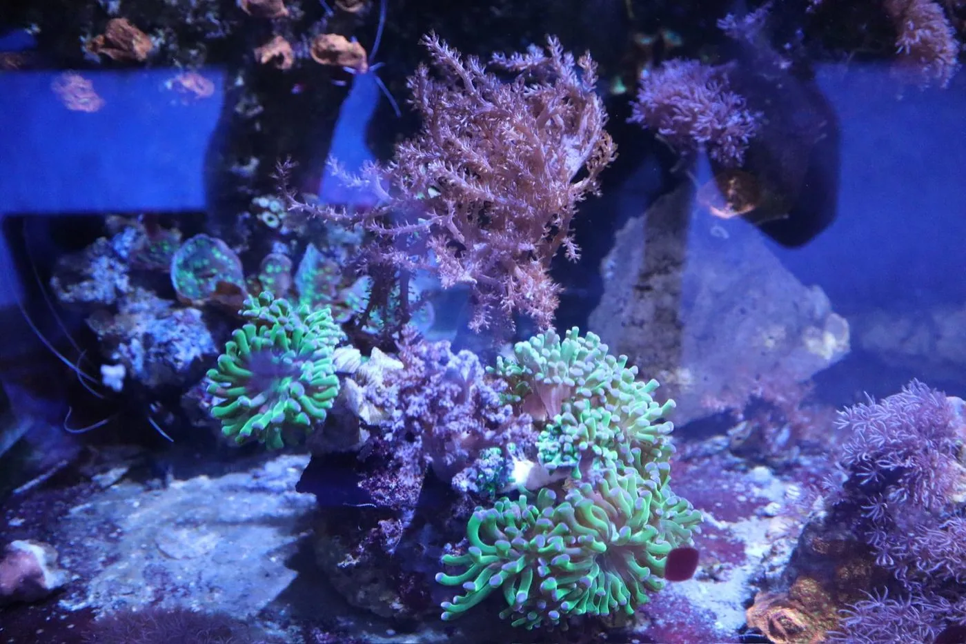 Mixed reef aquarium scene with green euphyllia heads in the foreground and pink soft corals behind, at JK-Fish in Randolph NJ