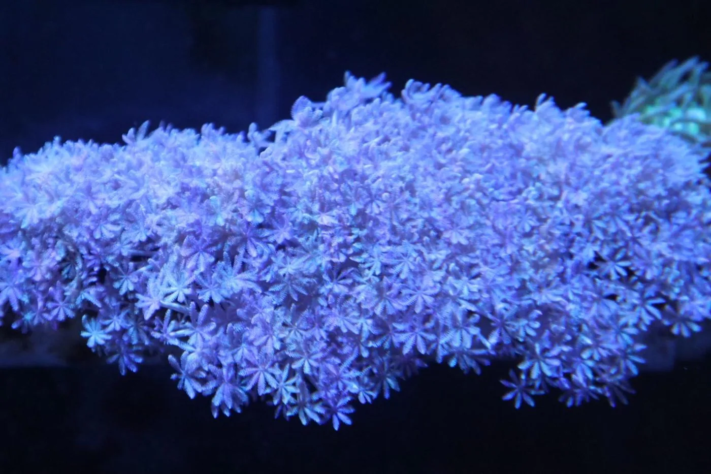 Dense mat of pale lavender star polyps fully extended across a colony in a reef aquarium