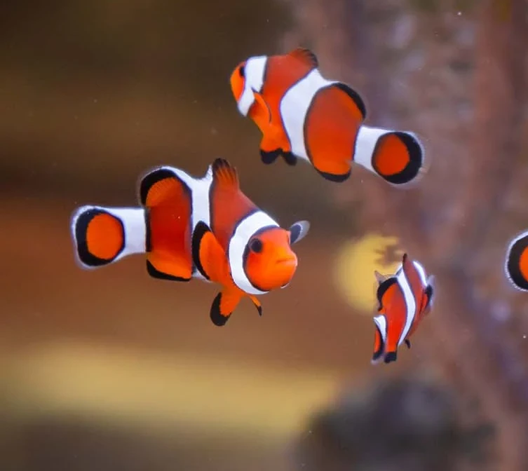 If only I could live in an aquarium!