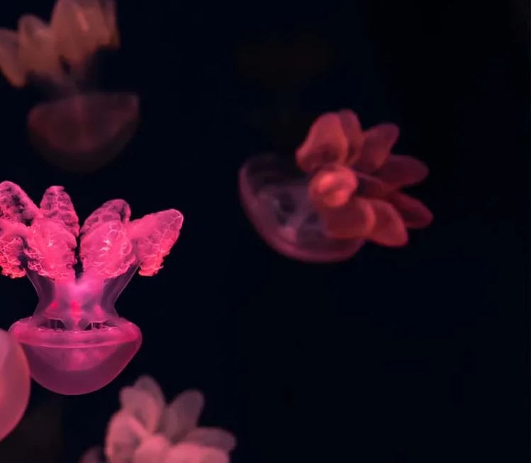 Magic on this Planet contained in water
