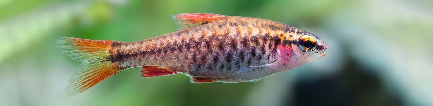 The fish paradise