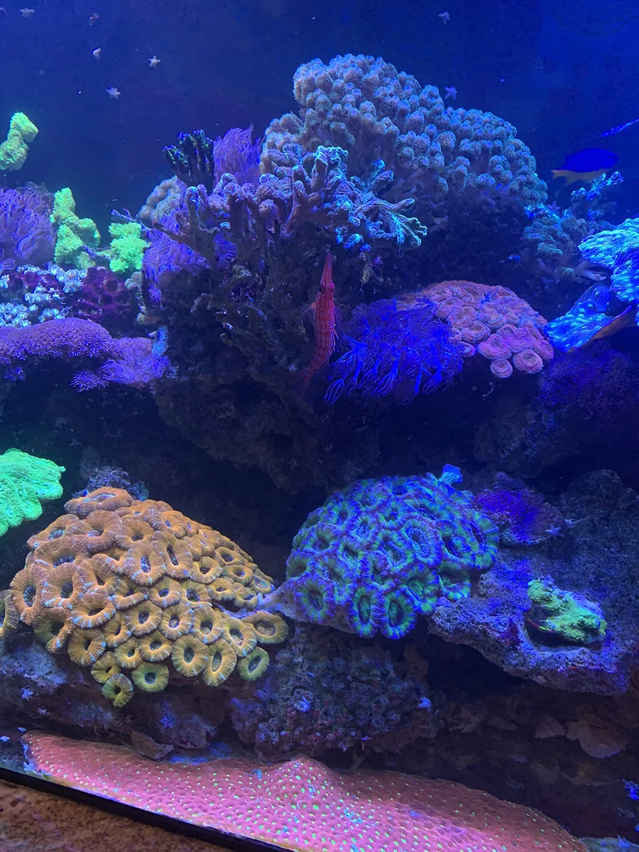 Colorful reef aquarium guide and ideas