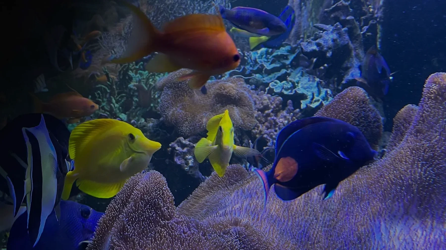 JK-Fish gallery