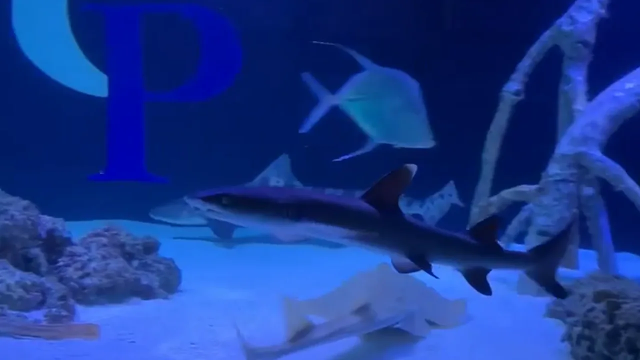 Fishes In The Aquarium