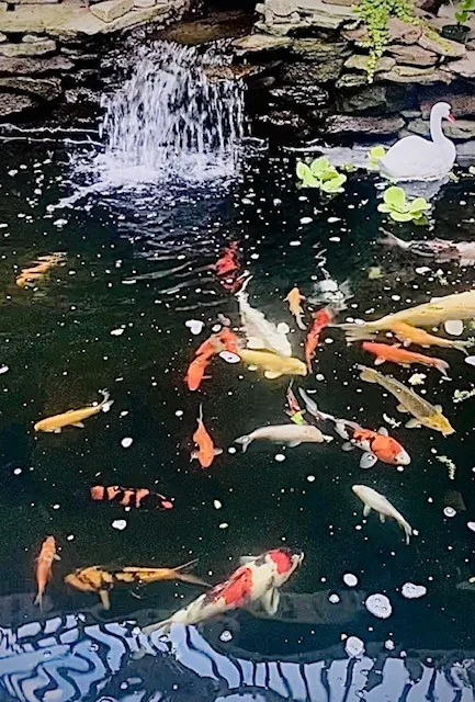 Japanese Koi Nishikigoi at JK-Fish