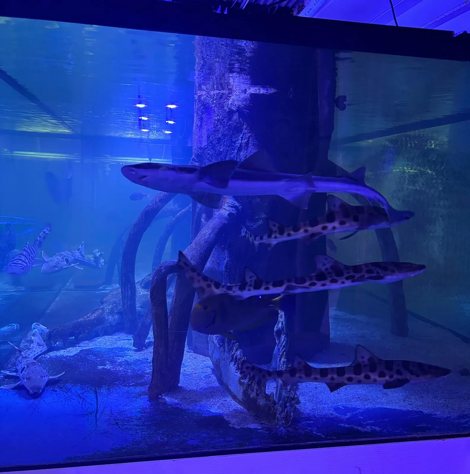 2500 Gallon Shark Aquarium JK-Fish Randolph NJ