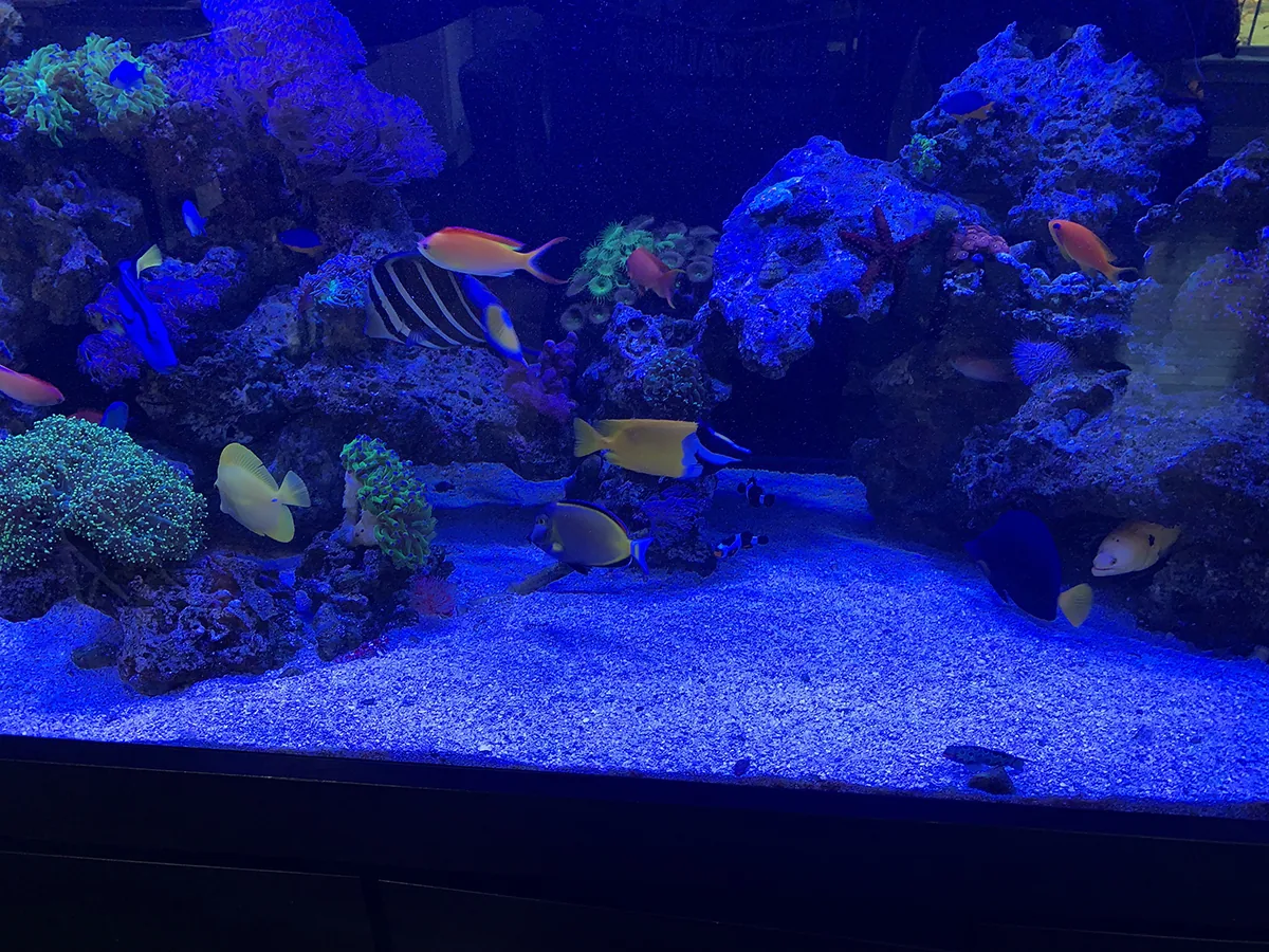 Reef Tang Community