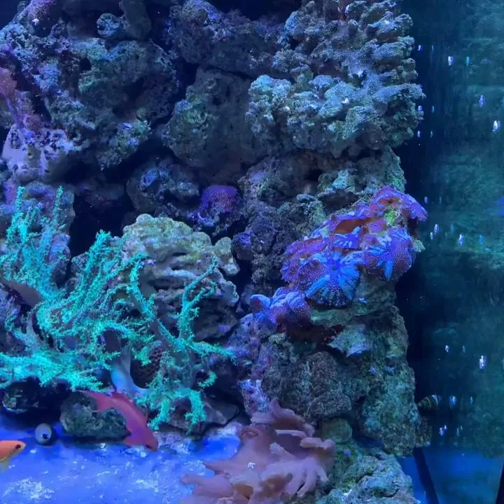 Inside Look - Multi-Aquarium Man Cave