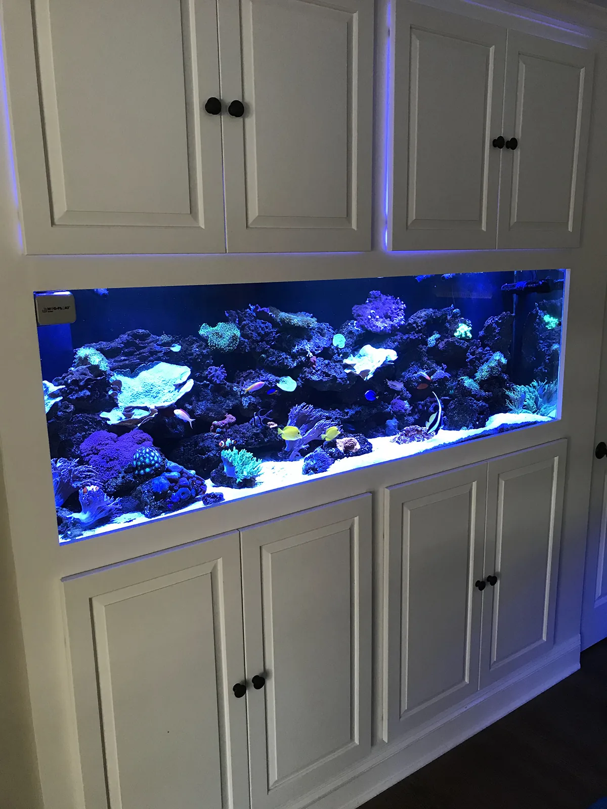 Built-In Wall Reef