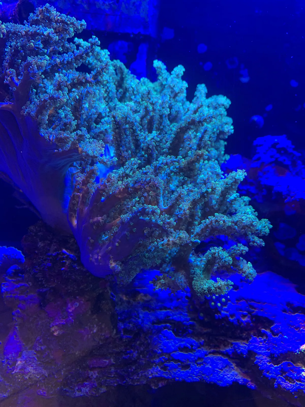 Coral Colony Close-Up