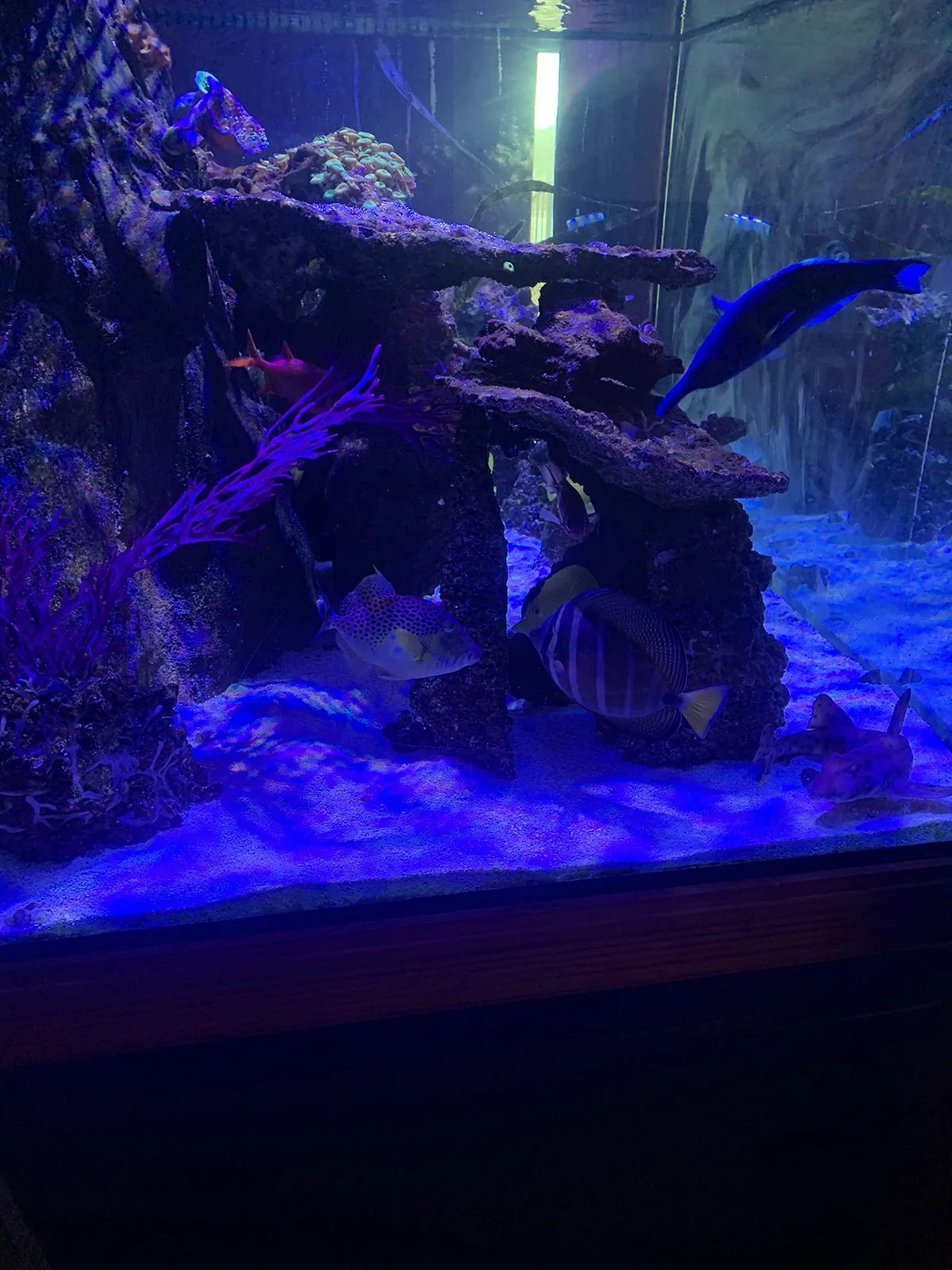 Reef with Blue and Yellow Tangs