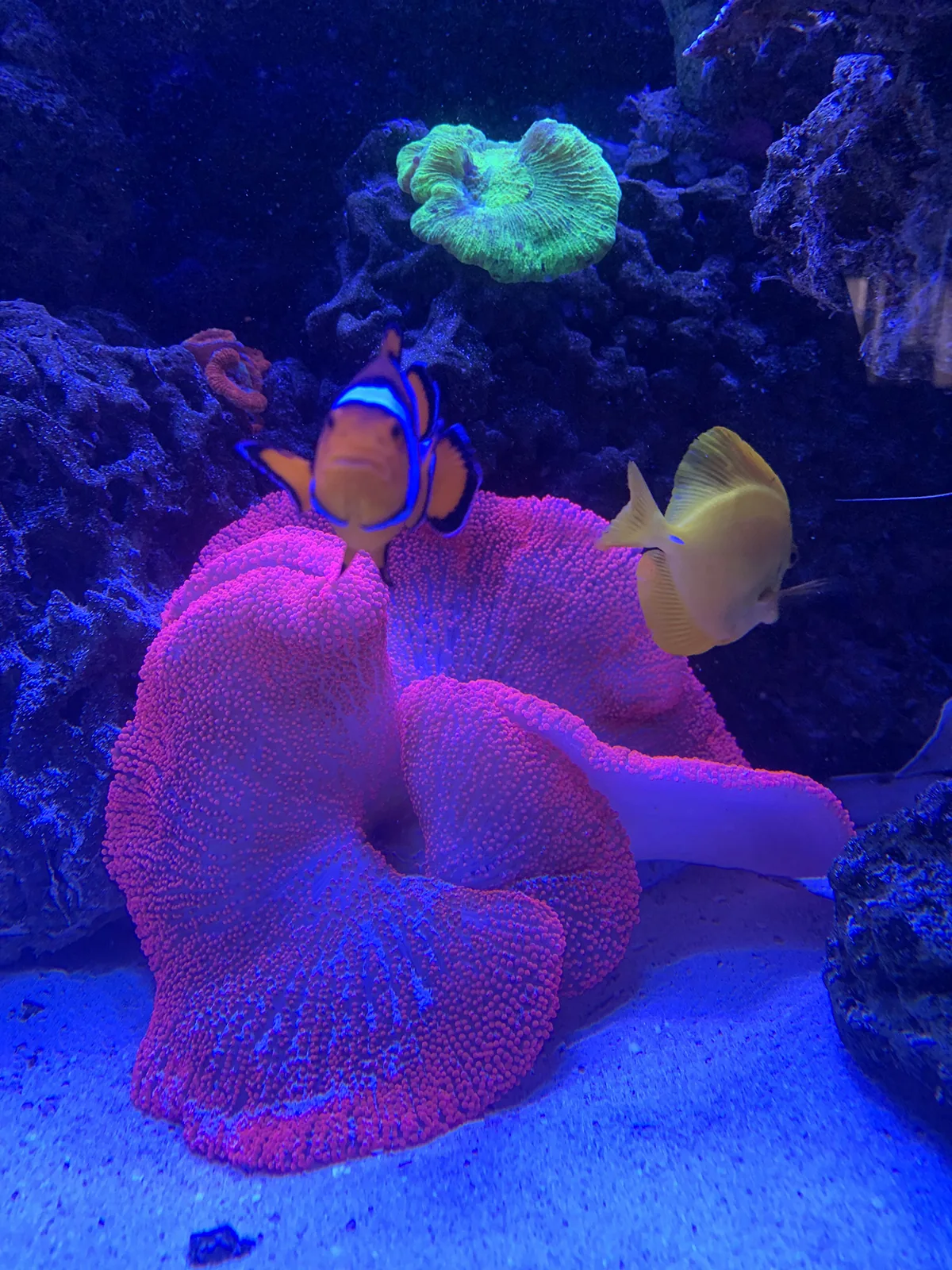 Clownfish and Pink Anemone