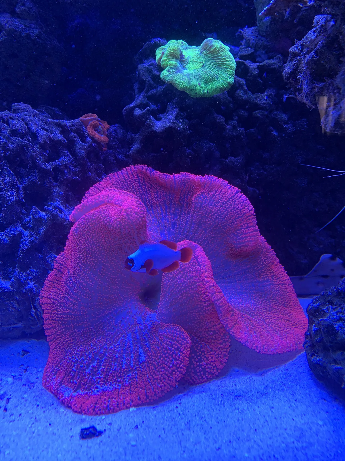 Magenta Carpet Anemone