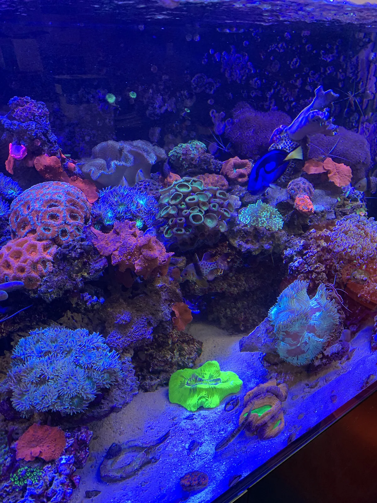 Colorful Mixed Reef