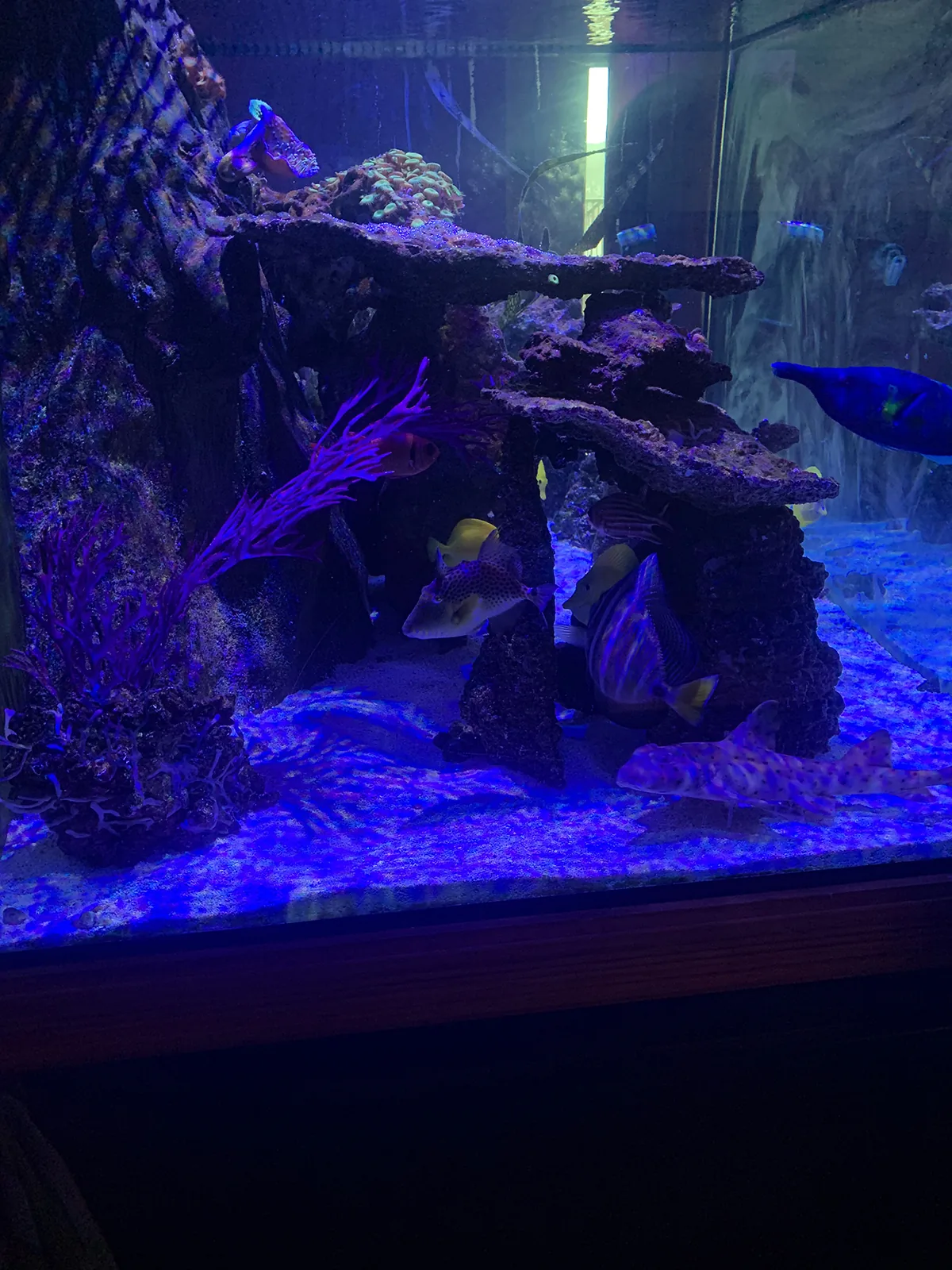Reef Rockscape and Tangs