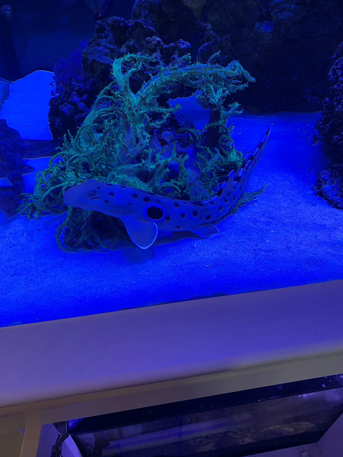 Blue-Lit Display Tank
