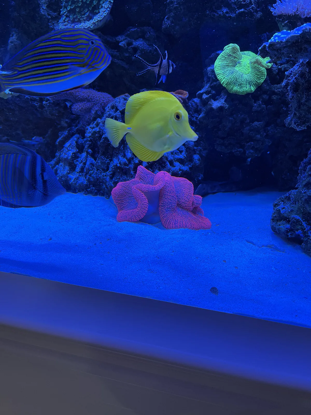 Yellow Tang and Coral