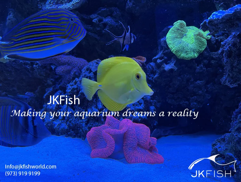 Making Your Aquarium Dreams a Reality