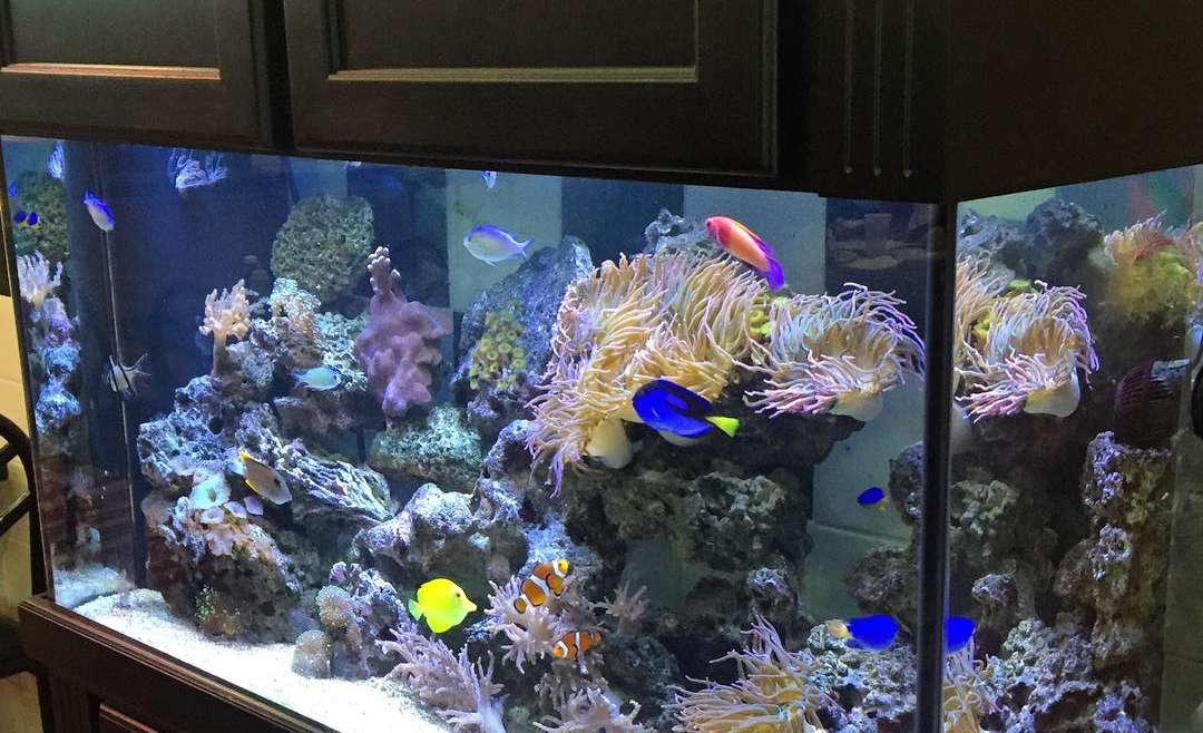 One Stop for All Your Aquarium Needs