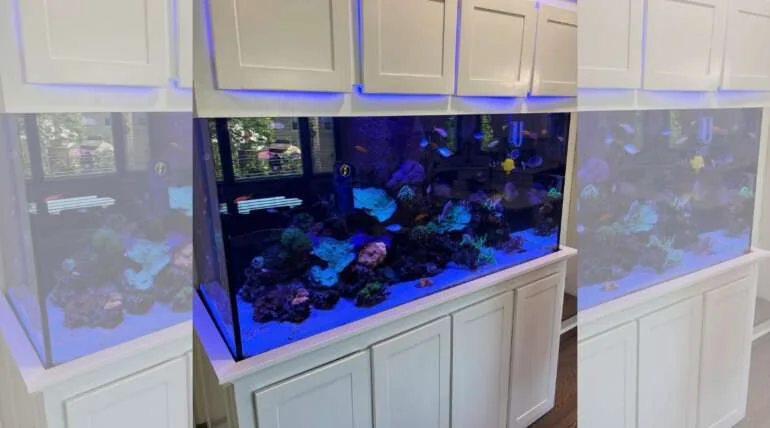 Custom 240-gallon reef aquarium on display in the JK-Fish showroom