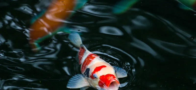 Bringing the Best Japanese Koi to Your Aquarium
