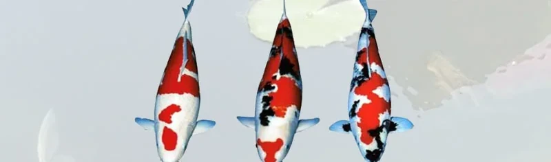 Japanese Koi Living Jewels