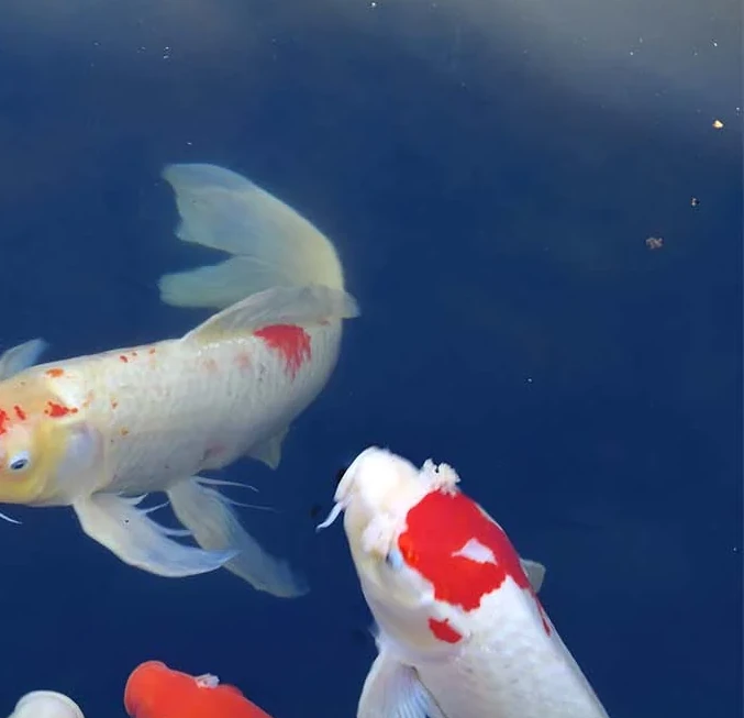 Modern aquarium a living scripture