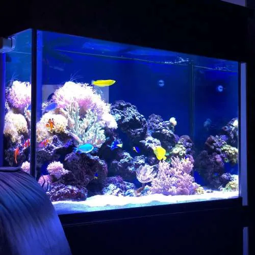 Custom built aquariums by JK-Fish