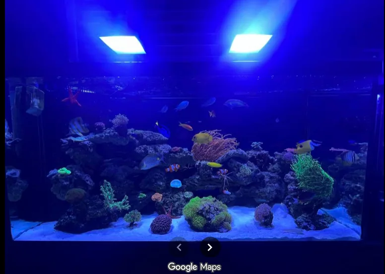 Reef aquarium from a JK-Fish Google review