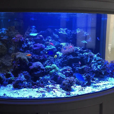 Aquarium maintenance testimonial tank
