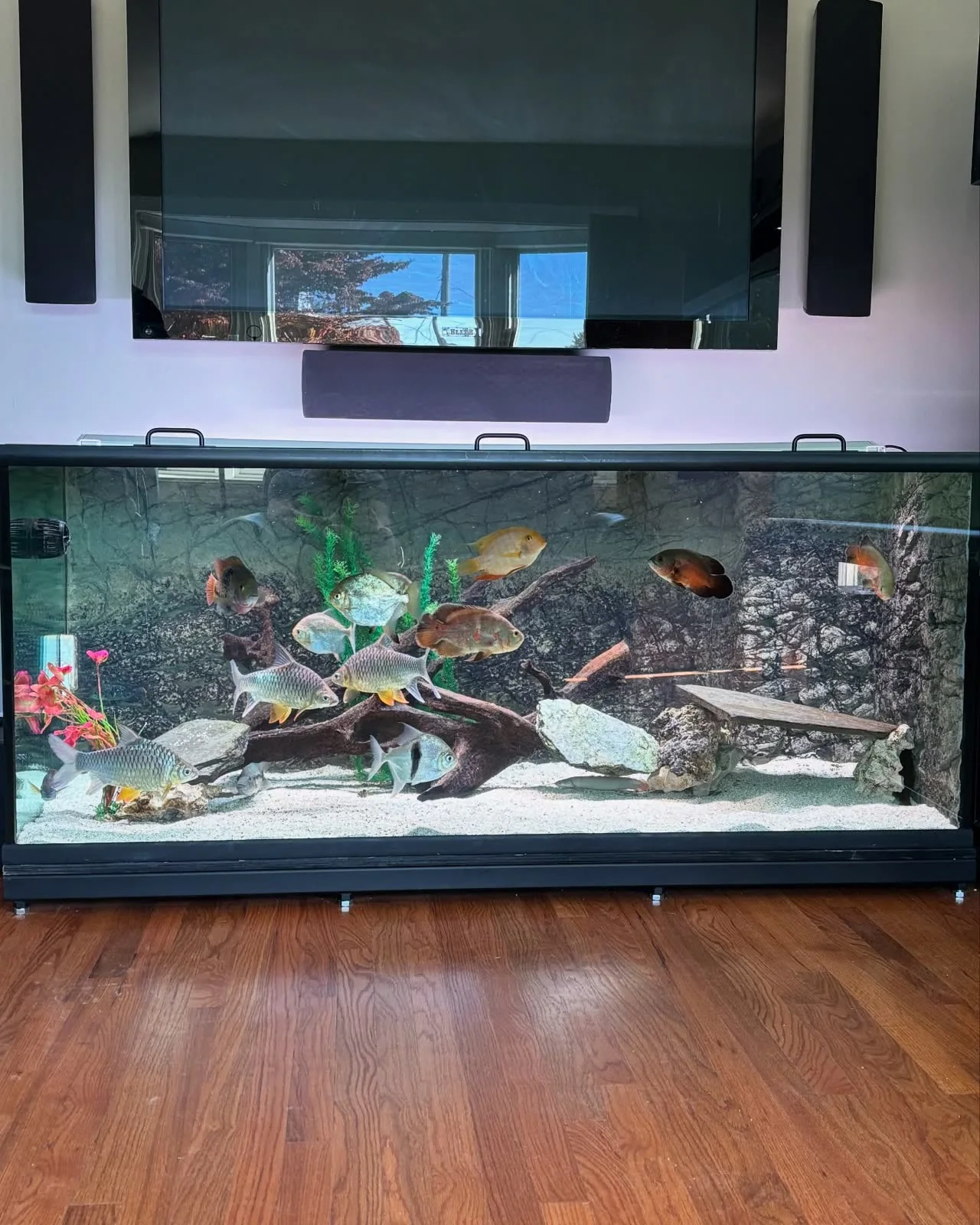 300 gallon freshwater tank!