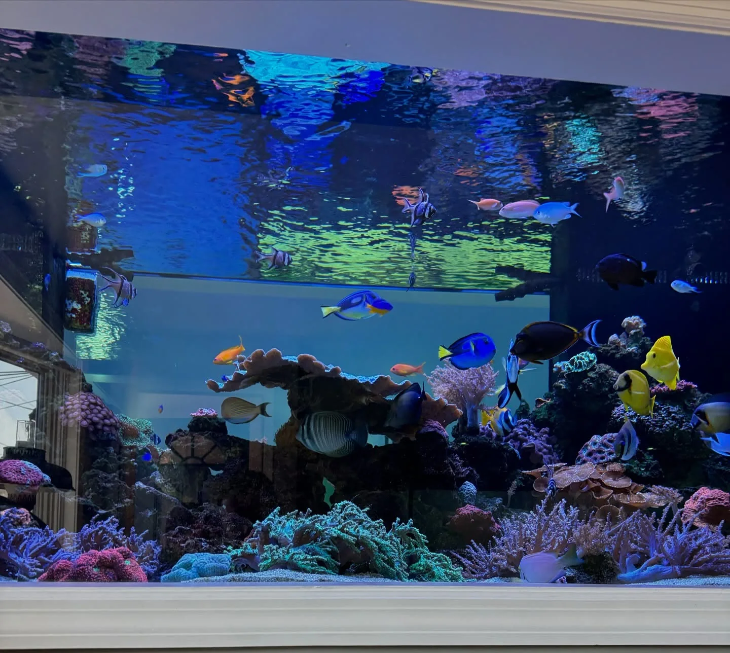 A 600-Gallon Mixed Reef Like No Other!
