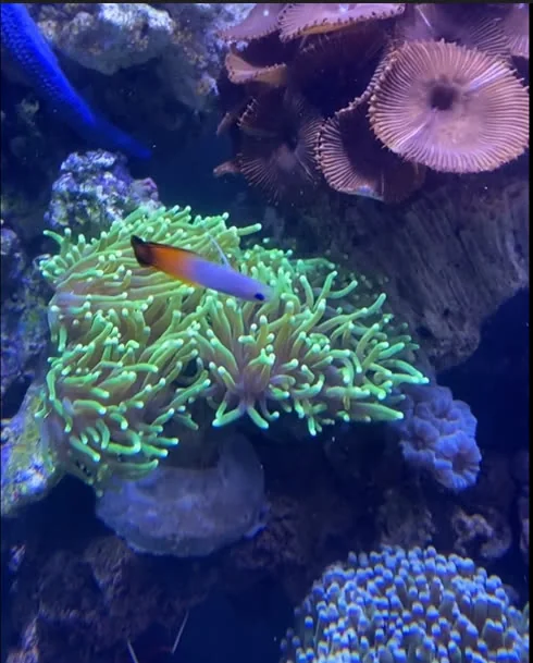 A Firefish Goby Adds a Pop of Color to Any Tank!