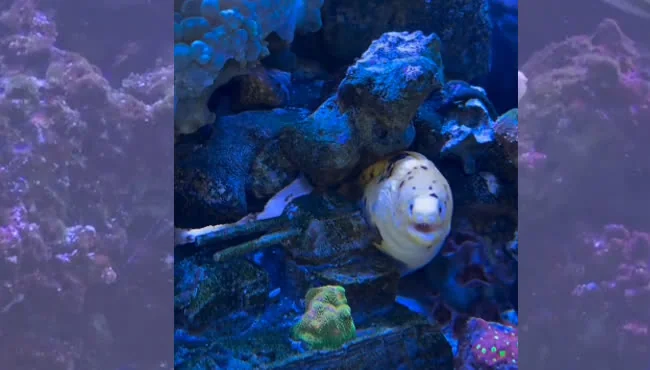 Banana eels