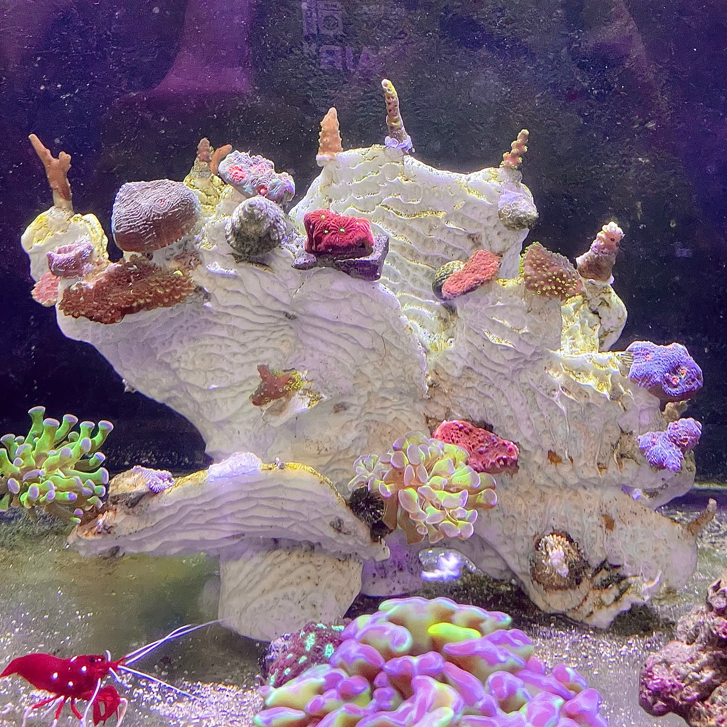 Coral growth