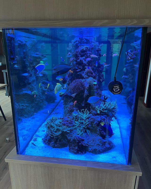 Custom 1000 Gallon Reef